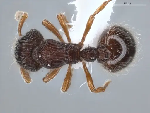 Adelomyrmex striatus specimen ECOFOG-GAL18-0189-25 image ecofog-gal18-0189-25_1
