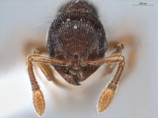 Adelomyrmex striatus specimen ECOFOG-GAL18-0189-25 image ecofog-gal18-0189-25_2