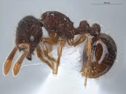 Adelomyrmex striatus specimen ECOFOG-GAL18-0189-25 image ecofog-gal18-0189-25_3