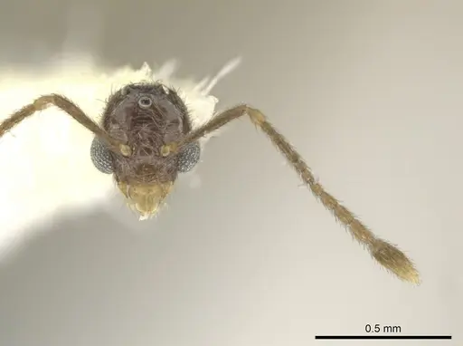 Adelomyrmex tristani specimen BIOUG01261-H07 image bioug01261-h07_1