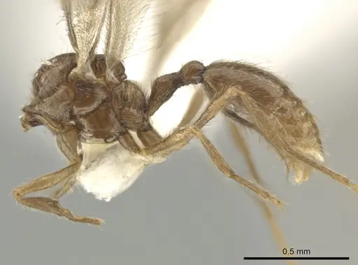 Adelomyrmex tristani specimen BIOUG01261-H07 image bioug01261-h07_2