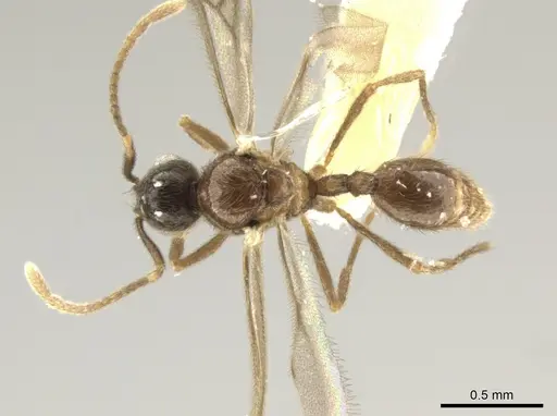 Adelomyrmex tristani specimen BIOUG01263-C10 image bioug01263-c10_1