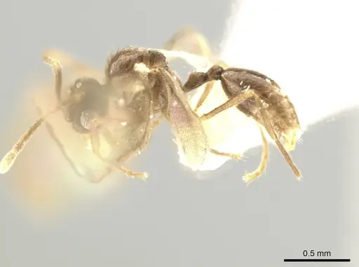 Adelomyrmex tristani specimen BIOUG01263-C10 image bioug01263-c10_3