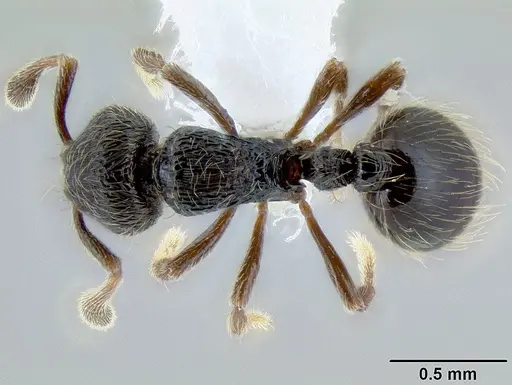 Adelomyrmex tristani specimen CASENT0106201 image casent0106201_1