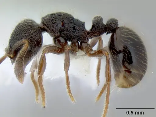 Adelomyrmex tristani specimen CASENT0106201 image casent0106201_3
