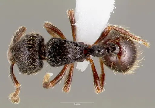 Adelomyrmex tristani specimen CASENT0428612 image casent0428612_1