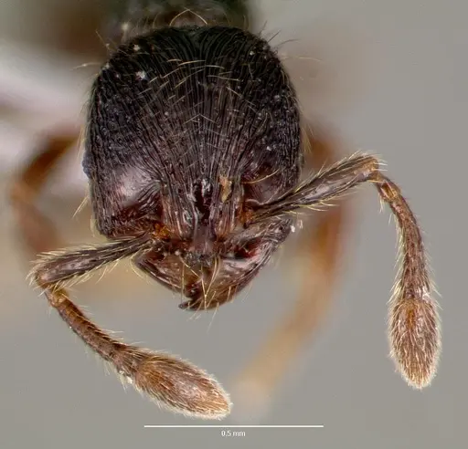 Adelomyrmex tristani specimen CASENT0428612 image casent0428612_2