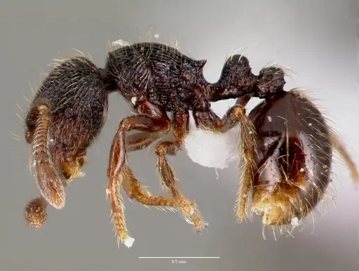 Adelomyrmex tristani specimen CASENT0428612 image casent0428612_3