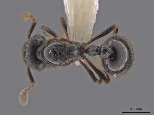 Adelomyrmex tristani specimen CASENT0631316 image casent0631316_1