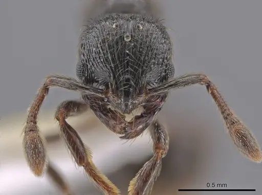 Adelomyrmex tristani specimen CASENT0631316 image casent0631316_2
