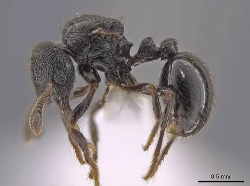 Adelomyrmex tristani specimen CASENT0631316 image casent0631316_3