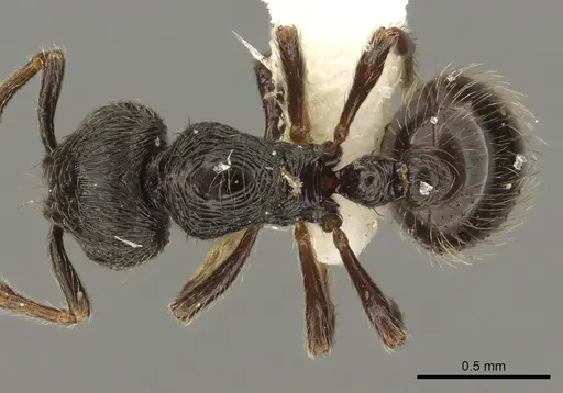 Adelomyrmex tristani specimen CASENT0901018 image casent0901018_1