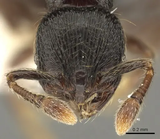 Adelomyrmex tristani specimen CASENT0901018 image casent0901018_2
