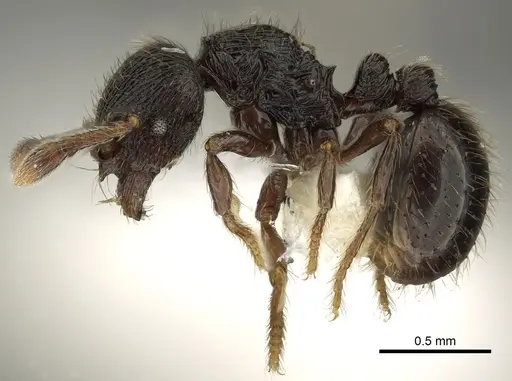 Adelomyrmex tristani specimen CASENT0901018 image casent0901018_3