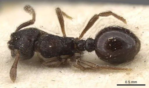 Adelomyrmex tristani specimen CASENT0913951 image casent0913951_1