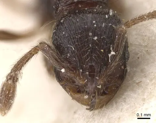 Adelomyrmex tristani specimen CASENT0913951 image casent0913951_2