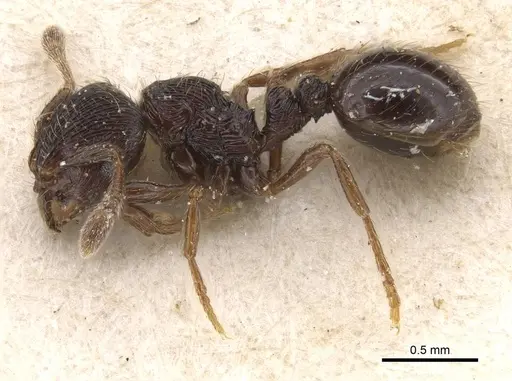 Adelomyrmex tristani specimen CASENT0913951 image casent0913951_3