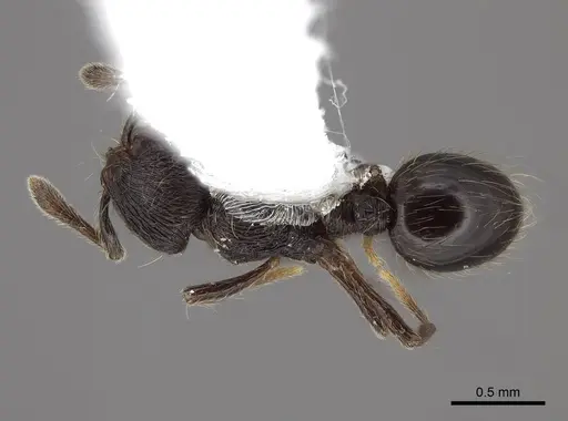 Adelomyrmex tristani specimen FMNHINS0000046878 image fmnhins0000046878_1