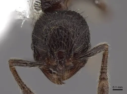 Adelomyrmex tristani specimen FMNHINS0000046878 image fmnhins0000046878_2