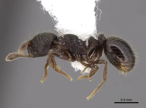Adelomyrmex tristani specimen FMNHINS0000046878 image fmnhins0000046878_3