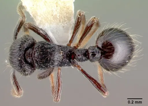 Adelomyrmex tristani specimen PSW7832-16 image psw7832-16_1