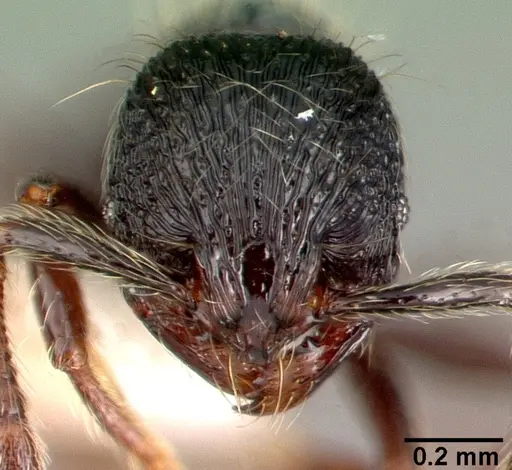 Adelomyrmex tristani specimen PSW7832-16 image psw7832-16_2