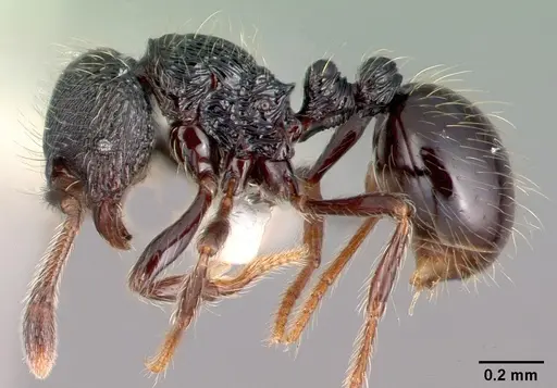 Adelomyrmex tristani specimen PSW7832-16 image psw7832-16_3