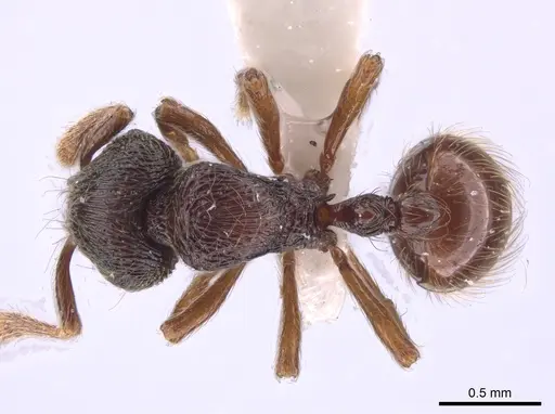 Adelomyrmex vaderi specimen CASENT0653698 image casent0653698_1