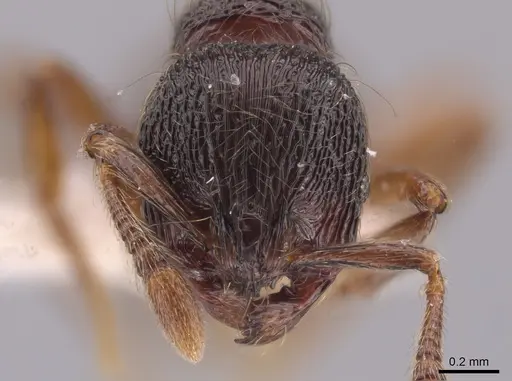 Adelomyrmex vaderi specimen CASENT0653698 image casent0653698_2