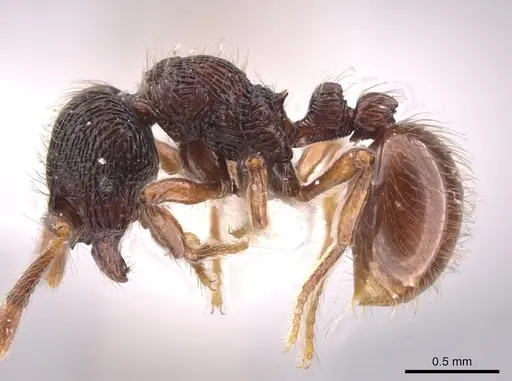 Adelomyrmex vaderi specimen CASENT0653698 image casent0653698_3