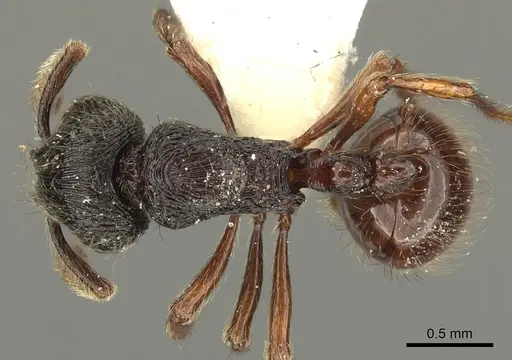 Adelomyrmex vaderi specimen CASENT0901016 image casent0901016_1
