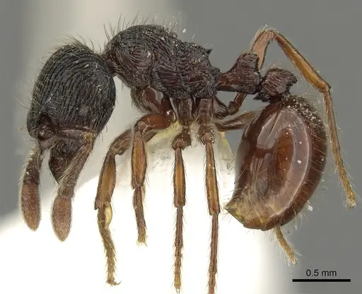Adelomyrmex vaderi specimen CASENT0901016 image casent0901016_3