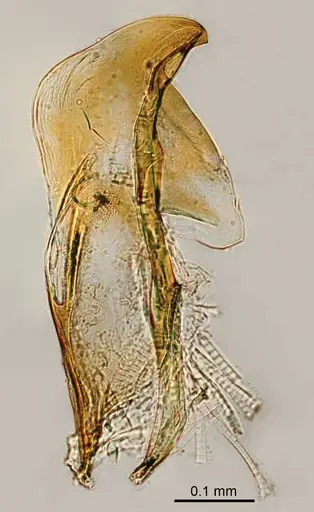 Adetomyrma aureocuprea specimen CASENT0008678 image casent0008678_1