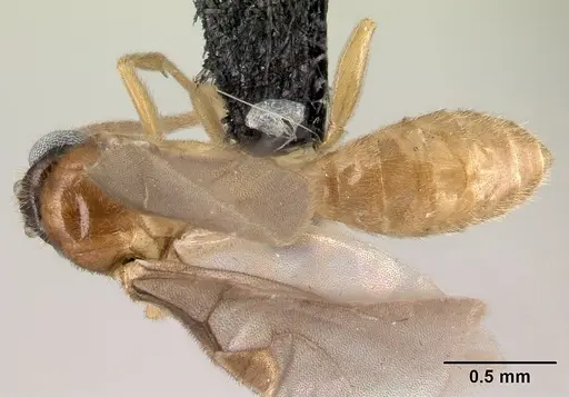 Adetomyrma aureocuprea specimen CASENT0081395 image casent0081395_1