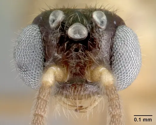 Adetomyrma aureocuprea specimen CASENT0081395 image casent0081395_2