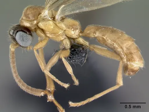 Adetomyrma aureocuprea specimen CASENT0081395 image casent0081395_3