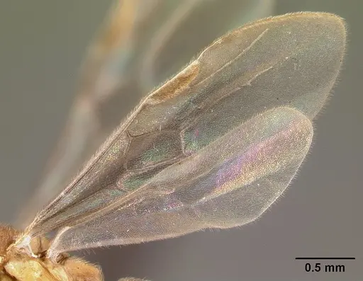 Adetomyrma aureocuprea specimen CASENT0081395 image casent0081395_4