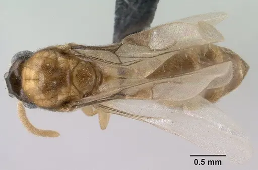 Adetomyrma aureocuprea specimen CASENT0143725 image casent0143725_1