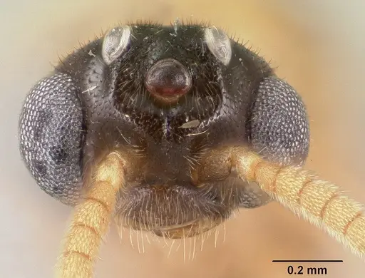 Adetomyrma aureocuprea specimen CASENT0143725 image casent0143725_2