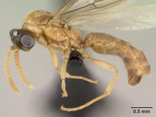 Adetomyrma aureocuprea specimen CASENT0143725 image casent0143725_3