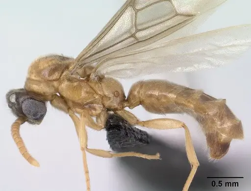 Adetomyrma aureocuprea specimen CASENT0143725 image casent0143725_4