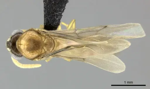 Adetomyrma aureocuprea specimen CASENT0227991 image casent0227991_1