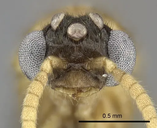 Adetomyrma aureocuprea specimen CASENT0227991 image casent0227991_2