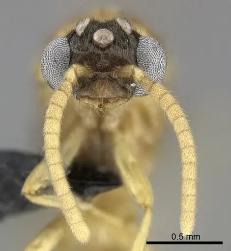 Adetomyrma aureocuprea specimen CASENT0227991 image casent0227991_3
