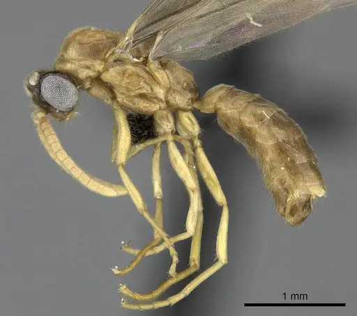 Adetomyrma aureocuprea specimen CASENT0227991 image casent0227991_4