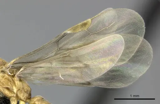 Adetomyrma aureocuprea specimen CASENT0227991 image casent0227991_5