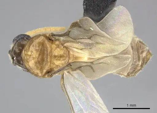 Adetomyrma aureocuprea specimen CASENT0247003 image casent0247003_1