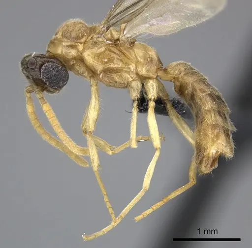 Adetomyrma aureocuprea specimen CASENT0247003 image casent0247003_4