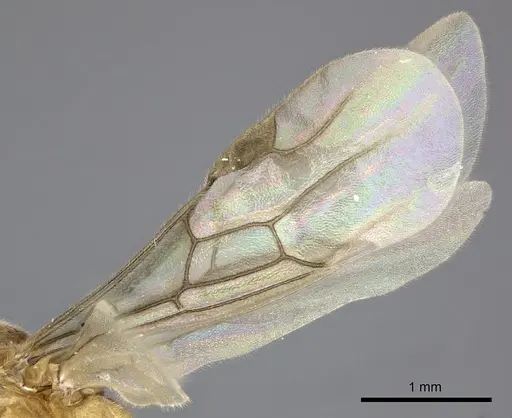 Adetomyrma aureocuprea specimen CASENT0247003 image casent0247003_5