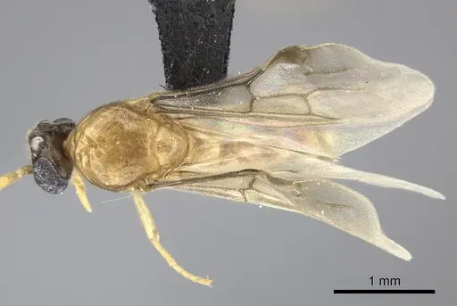 Adetomyrma aureocuprea specimen CASENT0247004 image casent0247004_1